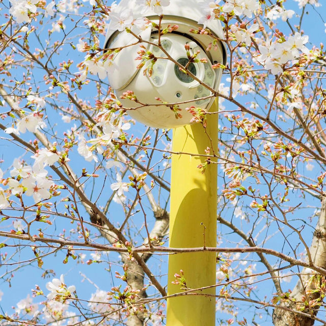 藏在市區的粉色浪漫🌸 西北湖廣場