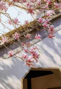 玉蘭吐芳