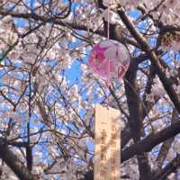 🌸人間仙境！堤角公園邂逅浪漫櫻花雨