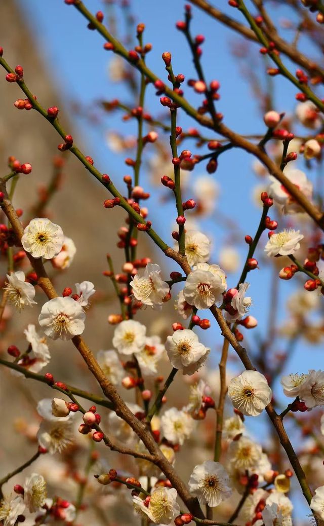 北京明城牆遺址公園梅花盛放