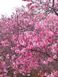 韶關櫻花公園的櫻花開好啦🌸錯過等一年