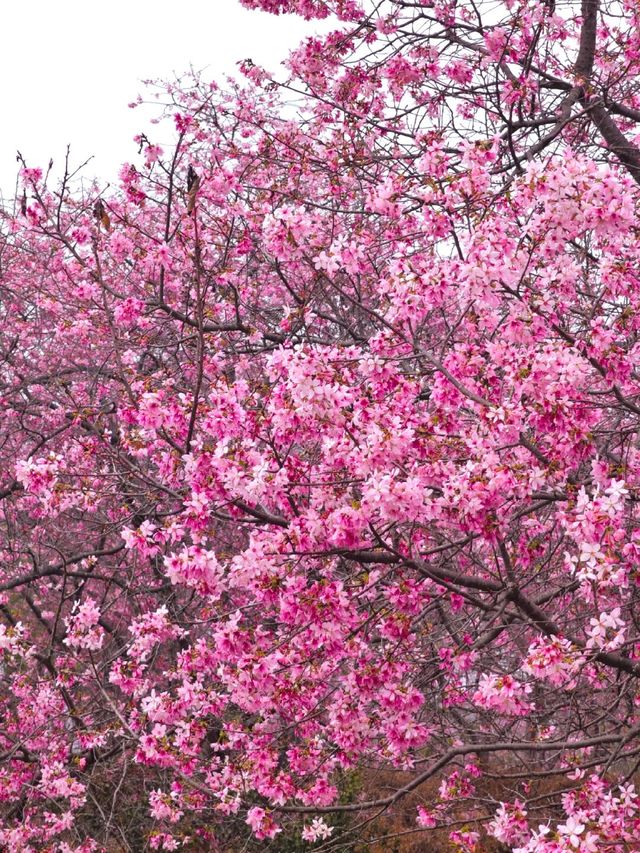 韶關櫻花公園的櫻花開好啦🌸錯過等一年