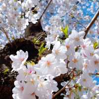 🌸東京櫻花季｜5大絕美賞櫻地全攻略📍目黑川的夜櫻是寫給春天的情書