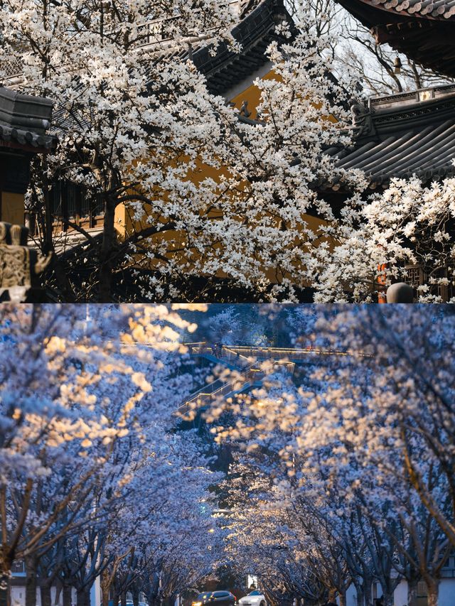 南京春日賞花全攻略，邂逅一萬次的春和景明