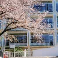 🌸千鳥淵櫻花🌸快要結束啦～