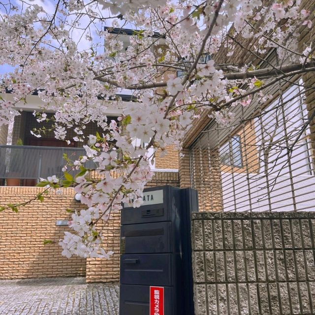 大阪超隱蔽小眾櫻花大道🌸 人少景美