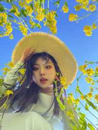 春日序曲油菜花開了