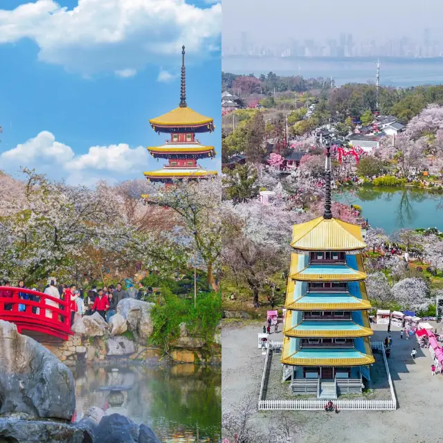 See cherry blossoms in Tokyo? You're joking! Has Wuhan even had its say?