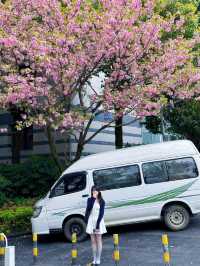 🌸觀山湖這條路，美到我想定居！（live圖