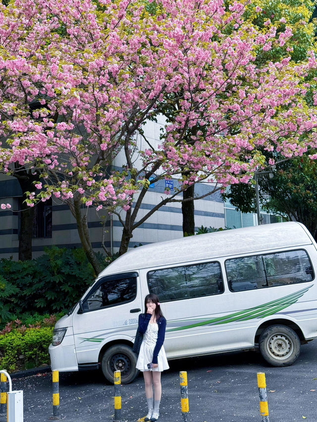 🌸觀山湖這條路，美到我想定居！（live圖
