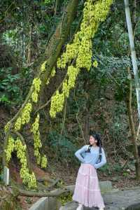 天鹿湖的禾雀花開啦！這條登山遠足路線一路繁花似錦