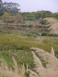 東莞春天｜東莞的一片無人野生紫色花海