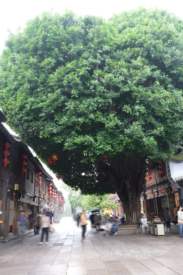 去了兩次&玩了五天福州｜推薦和避雷景點大全