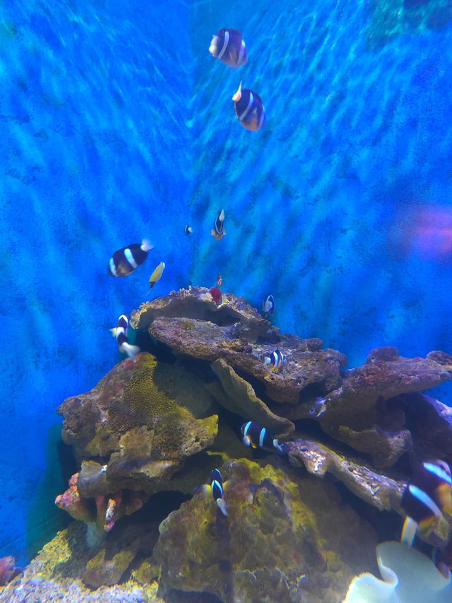 灞橋海洋公園｜體驗絲綢之路上的海洋世界