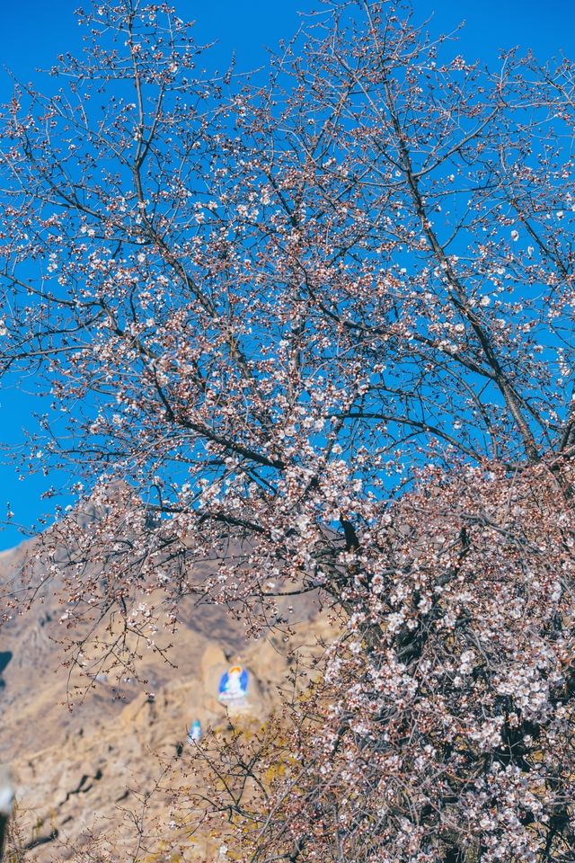 哲蚌寺，一座來了就不想走的寺廟