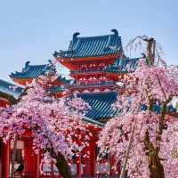 🌸京都賞櫻必去7大聖地🌸
