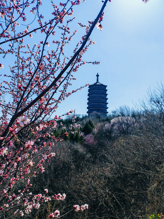 北京園博園6號園｜春天上春山｜園博園桃花谷