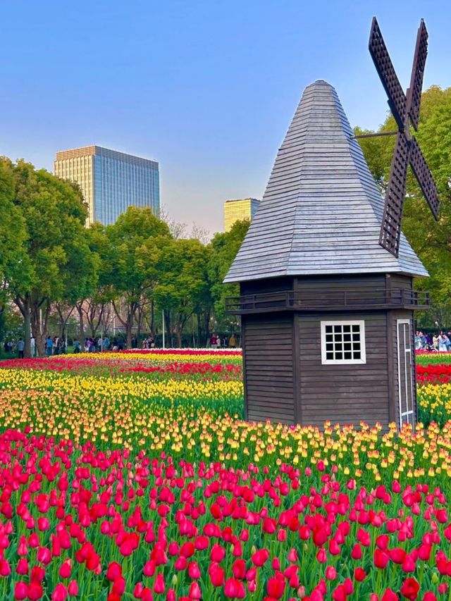 鬱金香花海真係好靚！建議傍晚再去