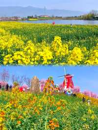 漢中油菜花已盛開！內附9個精品觀花點