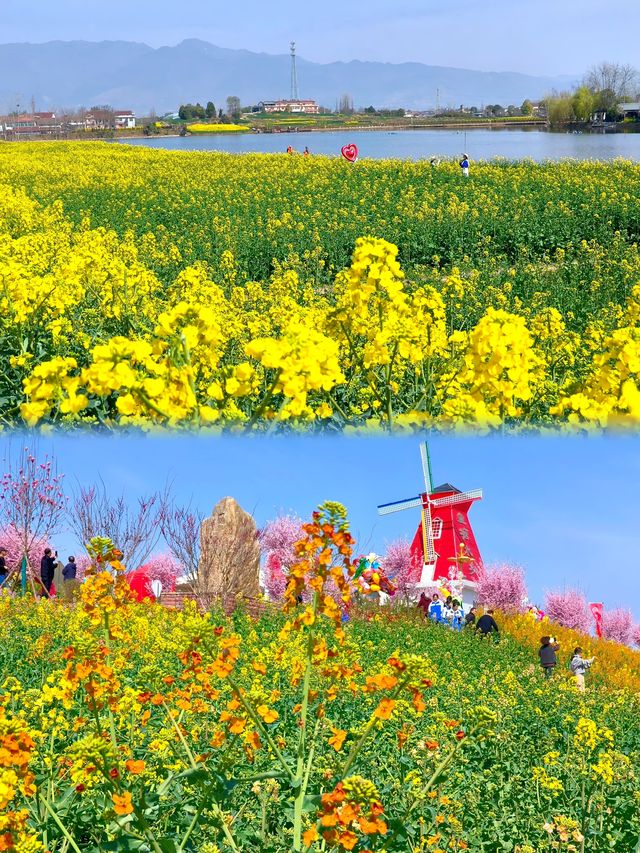 漢中油菜花已盛開！內附9個精品觀花點