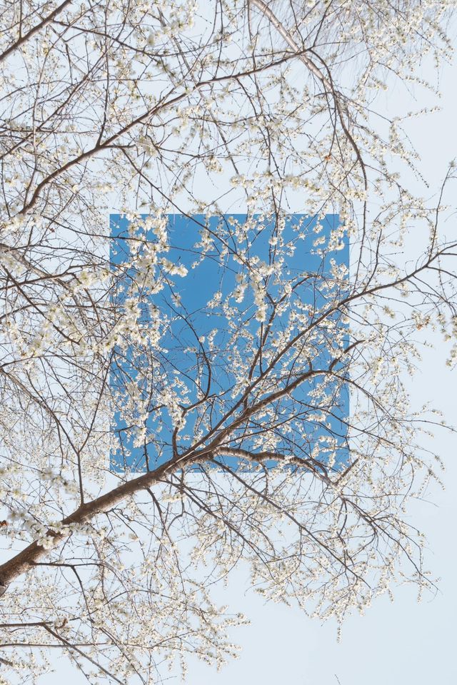 闖入奧森嘅四季花海，邂逅一整年嘅浪漫