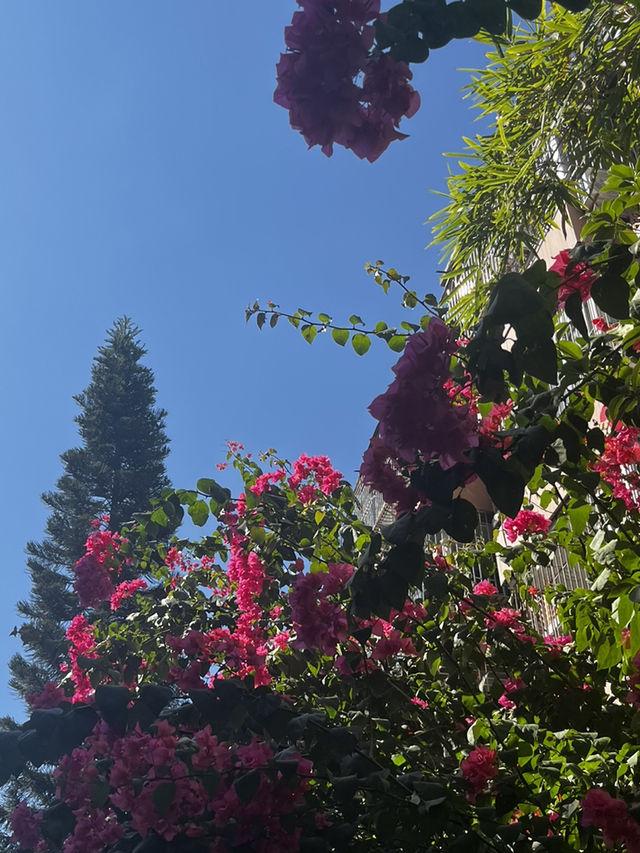 Pink Flower Utopia