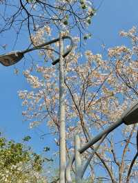 東湖公園梧桐綠道：都市綠色長廊