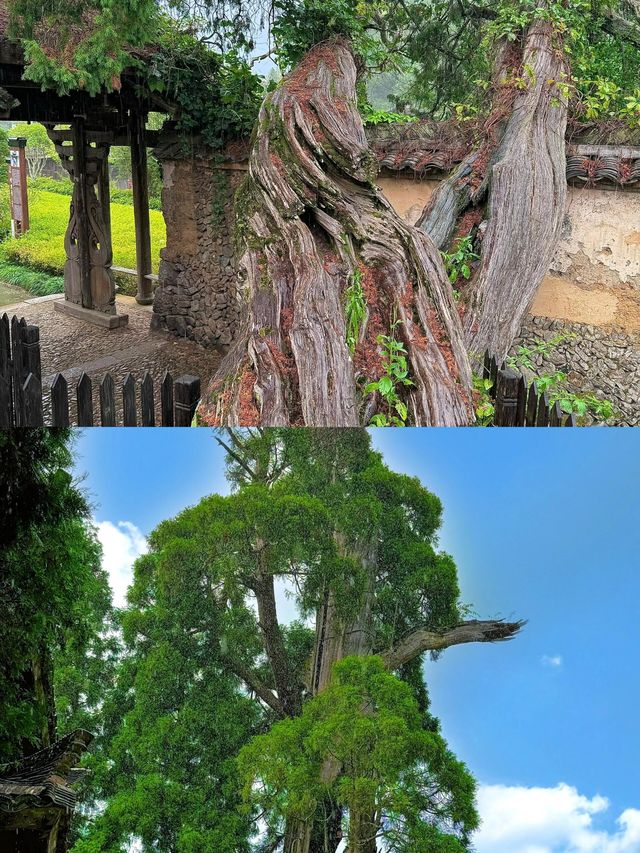浙南出圈！原來麗水藏着這麼多「神仙角落」