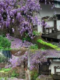 湖南長沙丨4-5月淡季嚟真係好正，人少景靚