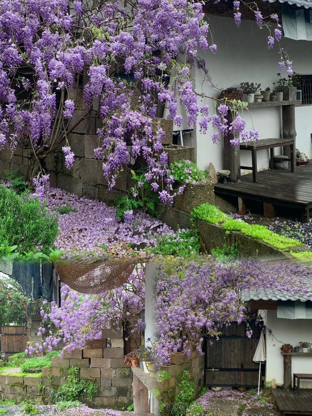 湖南長沙丨4-5月淡季嚟真係好正，人少景靚