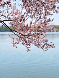 最美櫻花季｜唔使去東京，喺北京玉淵潭都有得睇