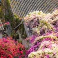 甘坑古鎮丨肆意生長的春🌸