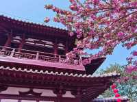 青龍古刹-櫻花綻放