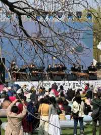 首爾漢江公園賞櫻紀行：粉雪繽紛映江景