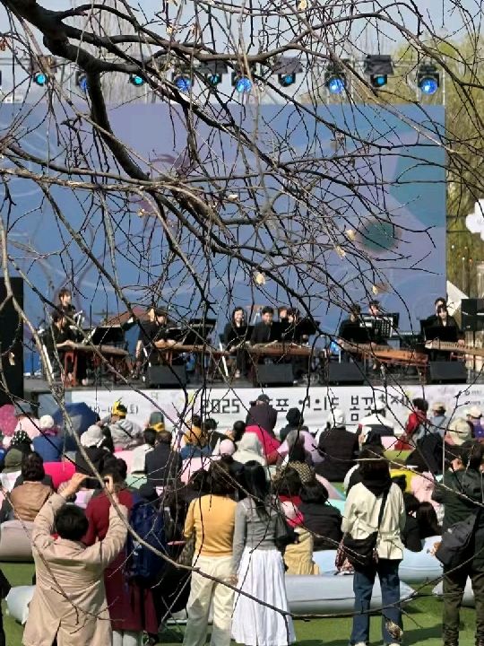 首爾漢江公園賞櫻紀行：粉雪繽紛映江景