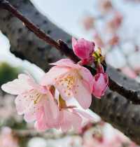 顧村公園賞早櫻