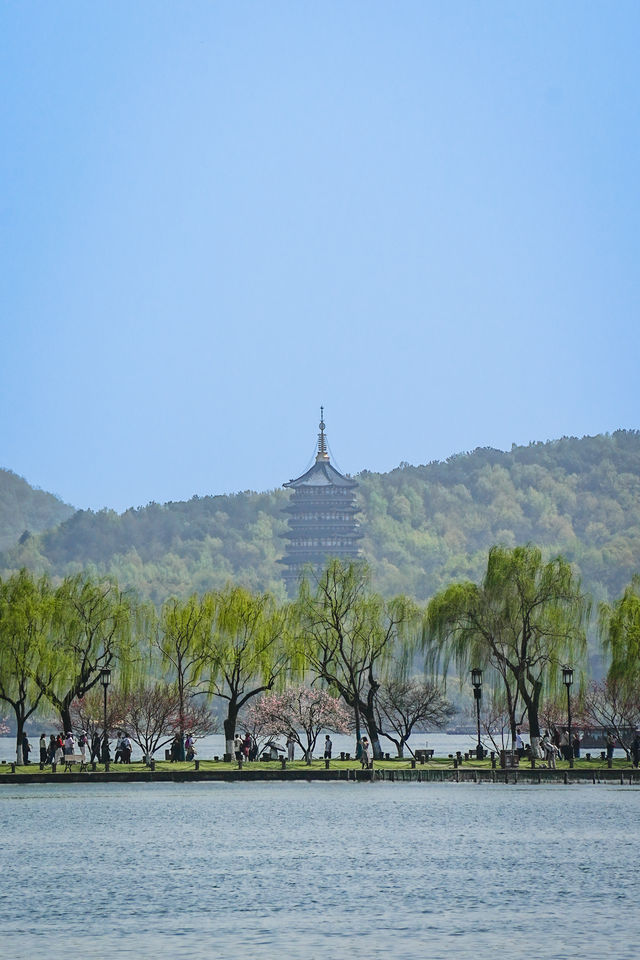 一棵樹上兩色花，杭州嘅桃花都好叻咁喎