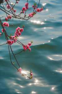 一棵樹上兩色花，杭州嘅桃花都好叻咁喎