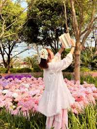 🌸珠海限定！城市客廳繡球花海來襲  