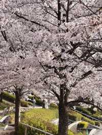 東京的櫻花我能拍5.6.7.8次