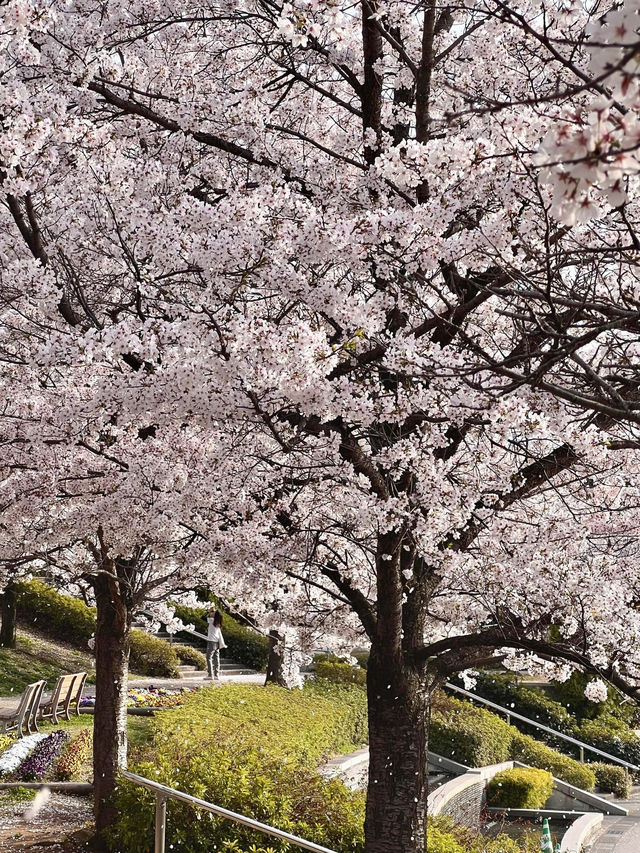 東京的櫻花我能拍5.6.7.8次