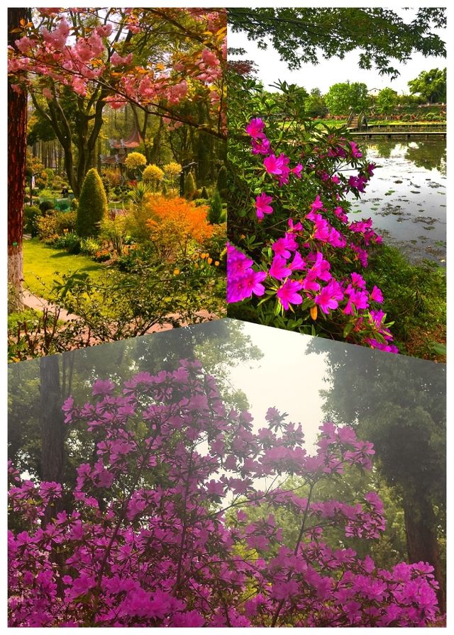 華中地區最具生物多樣性的賞花勝地——武漢植物園
