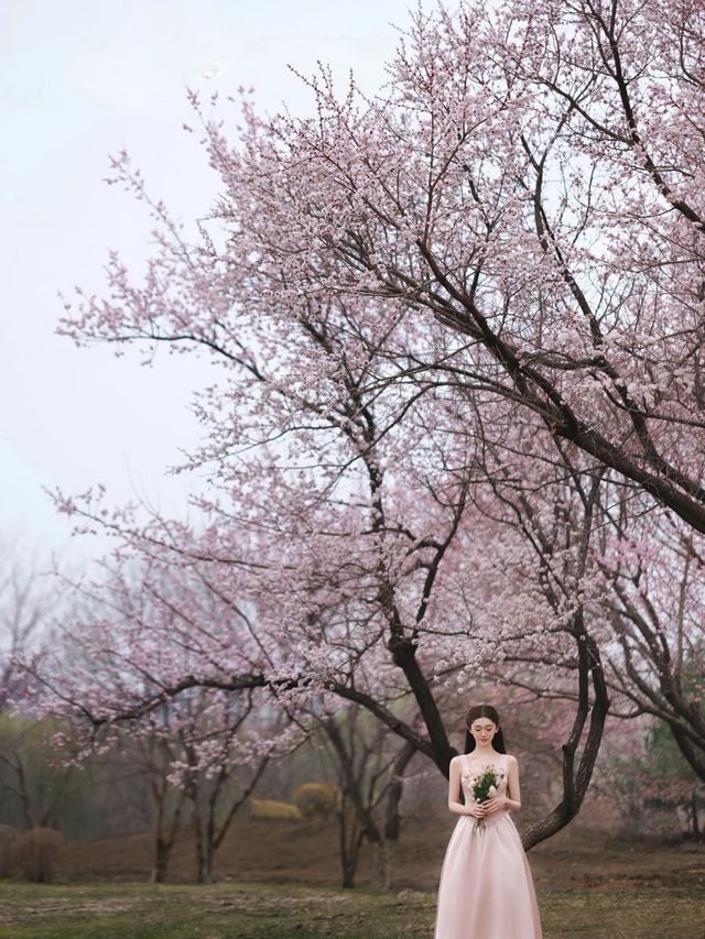 這麼美的梅花在長春。