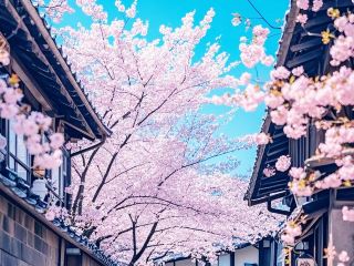 Hsinchu Cherry Blossom Guide: Encounter the Pink Romance