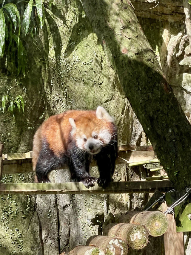 獸語晨曦：動物園裡的童年再現
