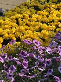 🌸夢幻般的花海在維多利亞公園等你🌼