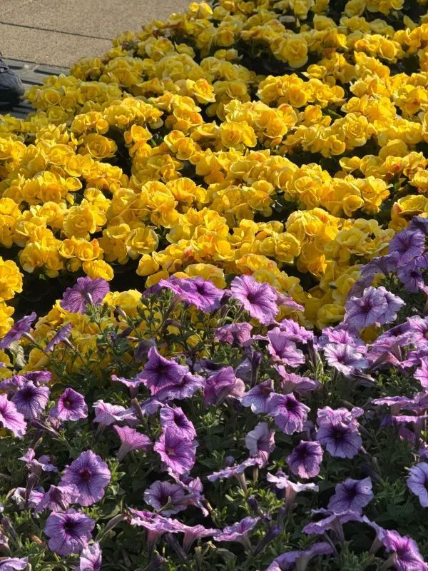 🌸夢幻般的花海在維多利亞公園等你🌼