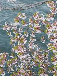 🌸大阪櫻之宮，抓住2025櫻花的浪漫尾巴
