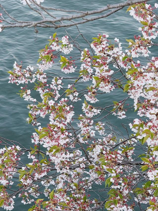 🌸大阪櫻之宮，抓住2025櫻花的浪漫尾巴