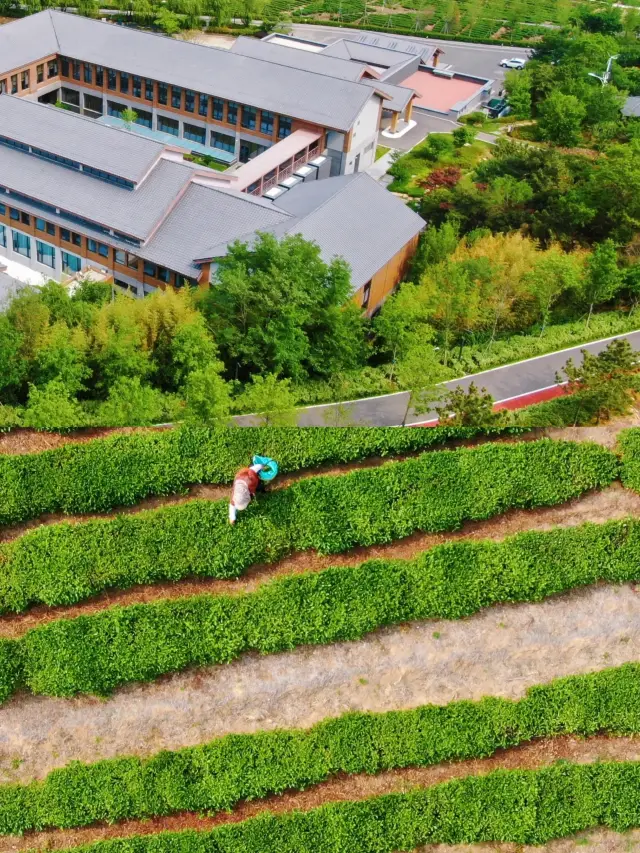 在日照住到了人生酒店|在茶山裡的綠色秘境